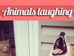 Animals Laughing