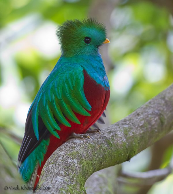 r/aww needs more quetzals