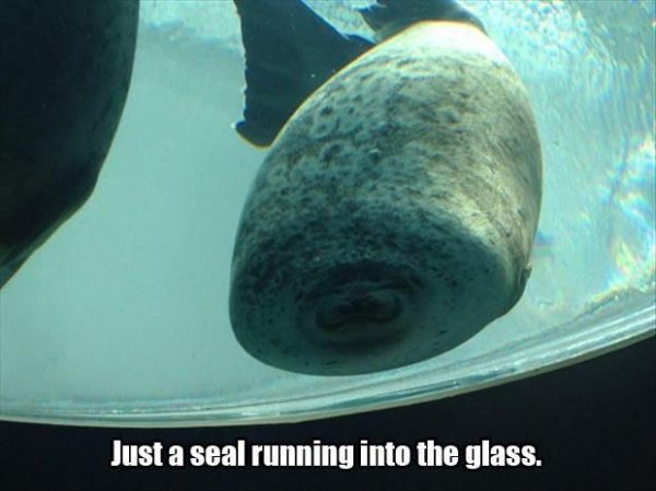 Seal