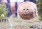 Cat Missile