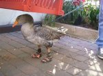 Birkenstocked Goose