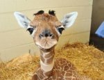 A Baby Giraffe Funny in a Cute Way!