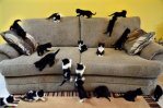 Just a couch full of D'awwww