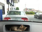 My kitty GPS