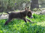 Baby donkey goes for a trot