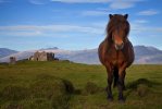 A Horse and a Castle in Iceland