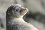 Seals are just dog mermaids.. The cutest wildlife photo ever