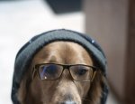 Hipster dog