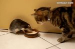 The rat doesn't want to share milk with the cat.