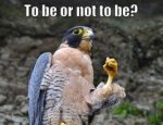 Hamlet bird