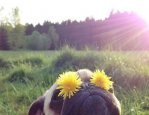 Pug Sunglasses